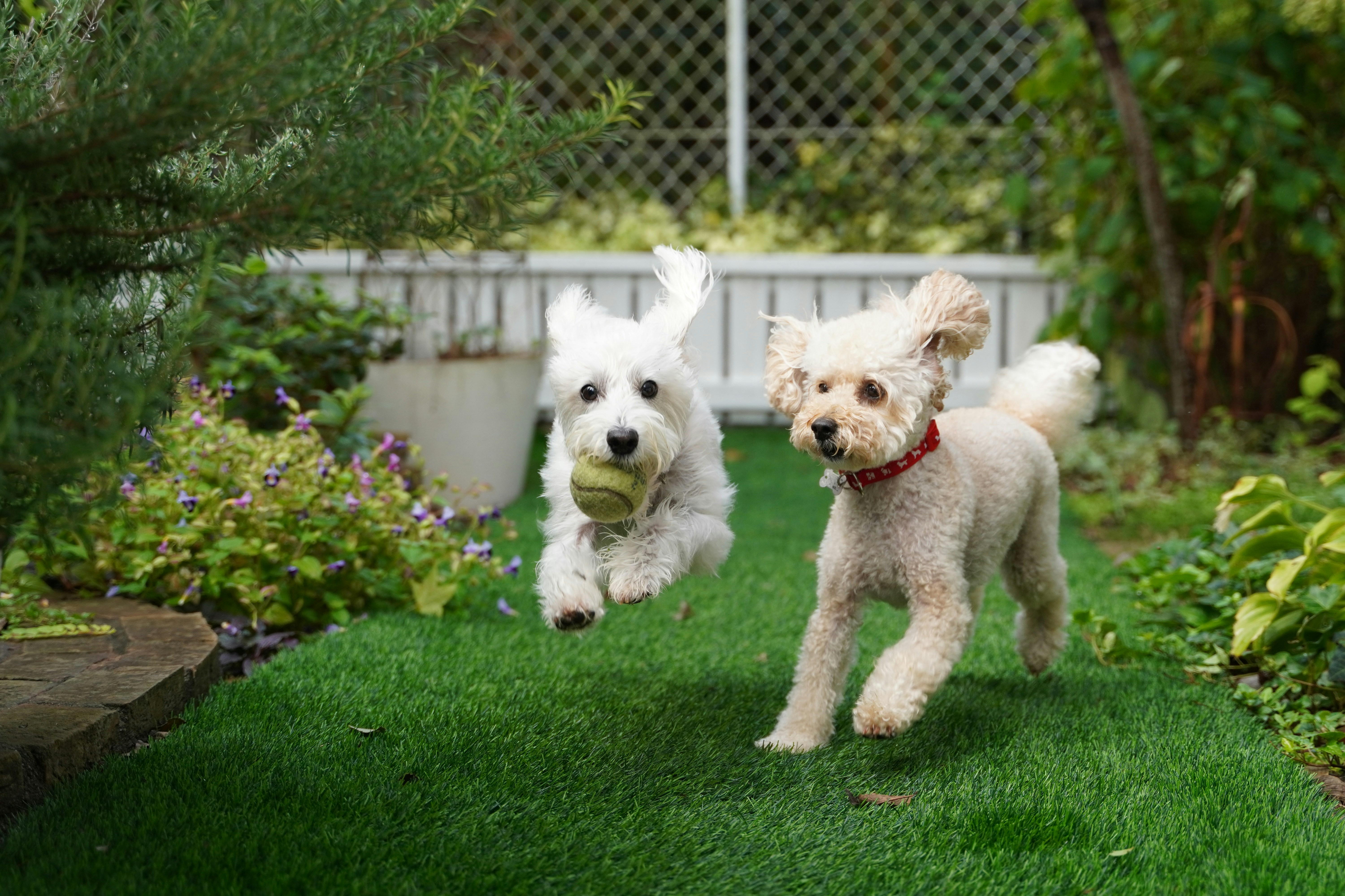 Residential property with artificial grass